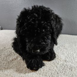 Poodle Puppies from PDX Doodle Works