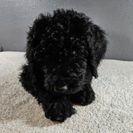 Poodle Puppies from PDX Doodle Works