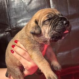 Fawn 2- Gray Collar - Fawn male Cane Corso puppy in Compton, California from Urban League Cane Corso