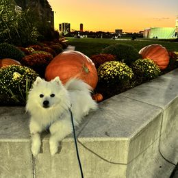 American Eskimo Dog puppies from HH Farms