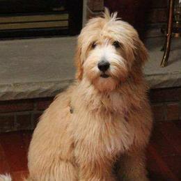 Sadie - Goldendoodle