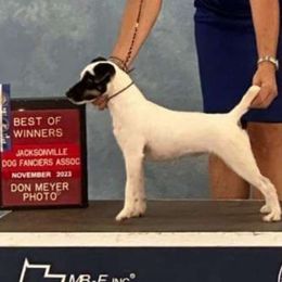 Lily - Parson Russell Terrier
