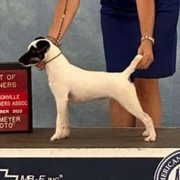 Lily - Parson Russell Terrier