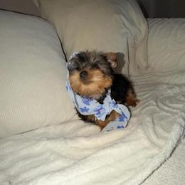Boy 1 - Black and tan male Yorkshire Terrier puppy in Chino Hills, California from Chino Hills Yorkies
