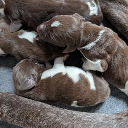 German Shorthaired Pointer Puppies from SAND CREEK Shorthairs