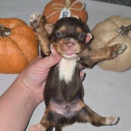 Mars - Chocolate, tan and white male Yorkshire Terrier puppy in Lakeland, Florida from You Me & The Yorkies