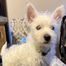 West Highland White Terrier Puppies from Mel’s Westies