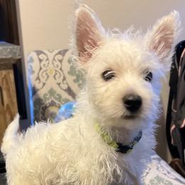 West Highland White Terrier Puppies from Mel’s Westies