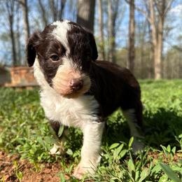 Wonder Woman - Brown and white female Aussiedoodle puppy in Bedford, Virginia from Brandt Farms Aussiedoodles