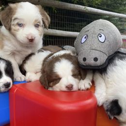 Australian Shepherds and Miniature Australian Shepherds from Best Friend Aussies