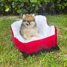 Chanel  3000 - Blue merle female Pomeranian puppy in Naples, Florida from 🤎 Dreaming Puppies 🐶