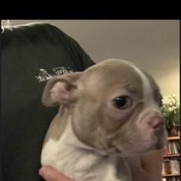 Boston Terrier and French Bulldog Puppies from High Plains