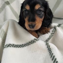 Squish - Black and tan male Dachshund puppy in Stockton Springs, Maine from Luyala Dachshunds