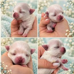 Girl 1 - White female Maltese puppy in San Diego, Temecula, Ontario, California from Yorkie & Maltese Royalty