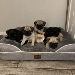 Pug puppies from Rory’s Curly Tails