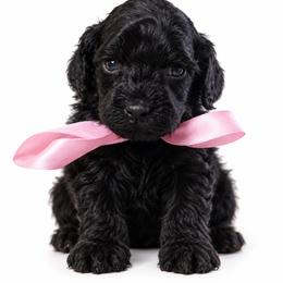 Truffle - Black female Cavapoo puppy in Ville Platte, Louisiana from The Barkery
