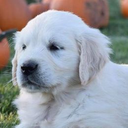 Golden Retrievers from South Branch Goldens