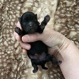 Perfect little black and tan boy - Black and tan male Pomeranian puppy in Kelso, Washington from Highlander Pomeranians