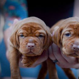 Vizsla puppies from Ana Lane Vizslas
