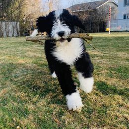 Bernedoodle All Grown Up from HooDoodles