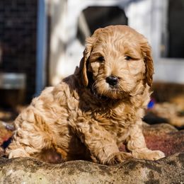 Goldendoodle Puppies from Cottage Falls Goldendoodles