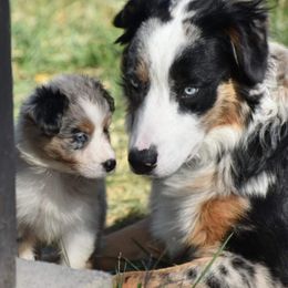 Otis - Australian Shepherd