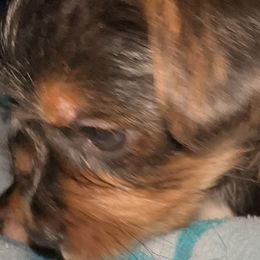 Yorkshire Terriers from j&j yorkies