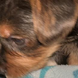 Yorkshire Terriers from j&j yorkies