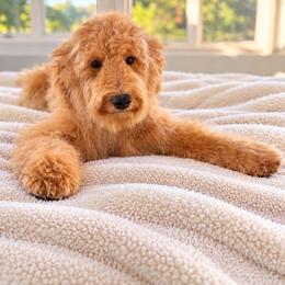 Oklahoma smoke show - Apricot female Goldendoodle puppy in North Royalton, Ohio from Johnson's Doodles