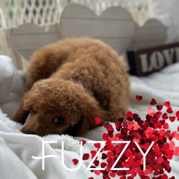 Boy 1 - Poodle puppy from Wolfe Island Poodles