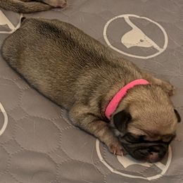 Makena - Fawn female Pug puppy in Frisco, Texas from RD Pugs