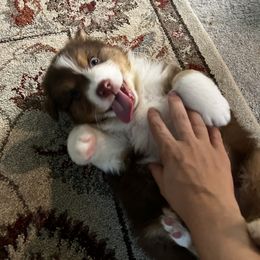 Coconut - Red tri-color Australian Shepherd puppy in Kansas City, Kansas from A Beautiful Soul Aussies