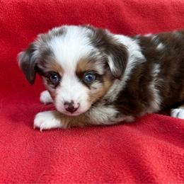 Female 2 - Red merle female Toy Australian Shepherd puppy in Randleman, North Carolina from Deep River Aussies and Dachshunds