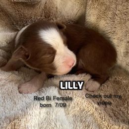 Lily - Red & white female Australian Shepherd puppy in Bethany, Connecticut from Wynter Thyme Manor Australian shepherds