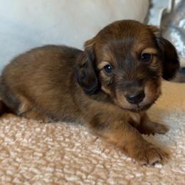Smokey - Cream male Dachshund puppy in Gladewater, Texas from Devoted Dachshunds
