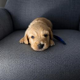 Ollie - Cream male Dachshund puppy in Crandall, Texas from The Weenie Hut LLC