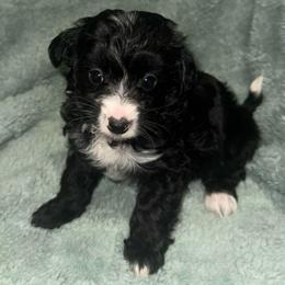 Blu - Black and white male Aussiedoodle puppy in Copan, Oklahoma from J&K Kennels
