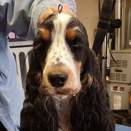 Nova - English Cocker Spaniel
