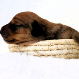 Geena - Sable Dachshund puppy in Windsor, Colorado from Murry’s minis
