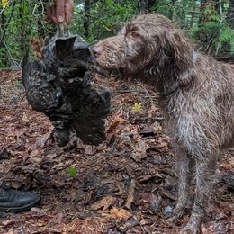 Wirehaired Pointing Griffons from American River Wirehaired Pointing Griffons
