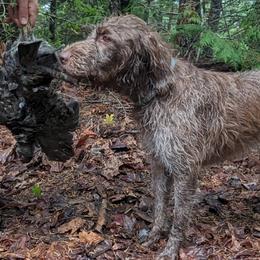 Wirehaired Pointing Griffons from American River Wirehaired Pointing Griffons