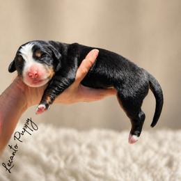 Rey - Tri-color female Bernese Mountain Dog puppy in Lecanto, Florida from Lecanto Puppy