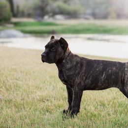 Brenda - Black brindle female Cane Corso puppy in Caliente, California from Rafter Cross 7
