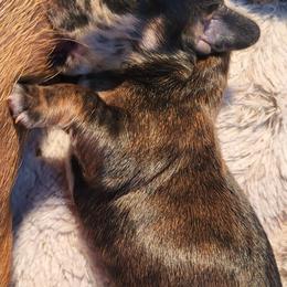 Red brindle dapple girl - Dapple female Dachshund puppy in West Plains, Missouri from Spring Creek Dachshunds