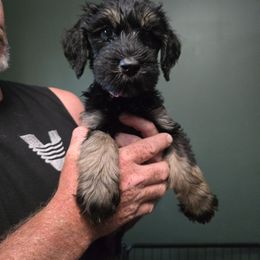 Light Pink Collar - Black and tan female Giant Schnauzer puppy in Cloverdale, Ohio from House of Roth Giant Schnauzers