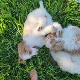 Goldendoodle Puppies from Costa's Curly Canines