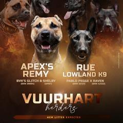Working Dog Cross puppies from Vuurhart Herders