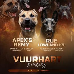 Working Dog Cross puppies from Vuurhart Herders