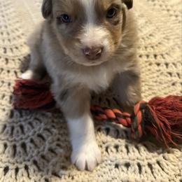 Red Merle female 2 - Red merle female Australian Shepherd puppy in Shoshone, Idaho from Copper Rose Kennel