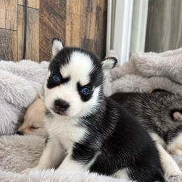 Bella - Black and white female Pomsky puppy in Mannington Township, New Jersey from Little Husky Hutt